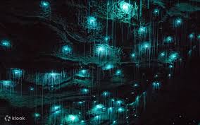 Glowworms lighting up the ceiling of the Waitomo Caves