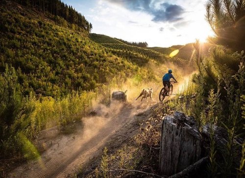 Mountain biker riding a forest trail at sunset in the Rotorua redwoods